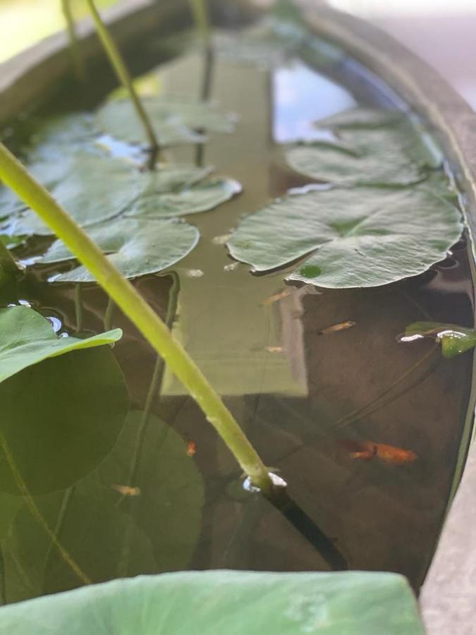 Villa Crystals Malabe Zewnętrze zdjęcie